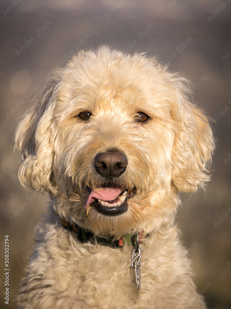 Labradoodle South Table Mountain Portraits #3