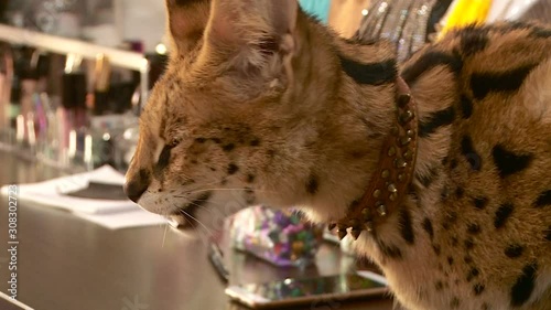 the Serval lives in the apartment owners have a sleeping lies photo