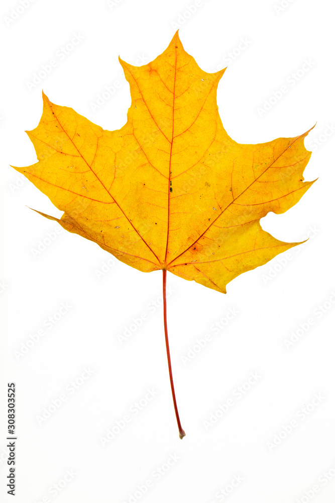 Obraz premium Herbstlaub