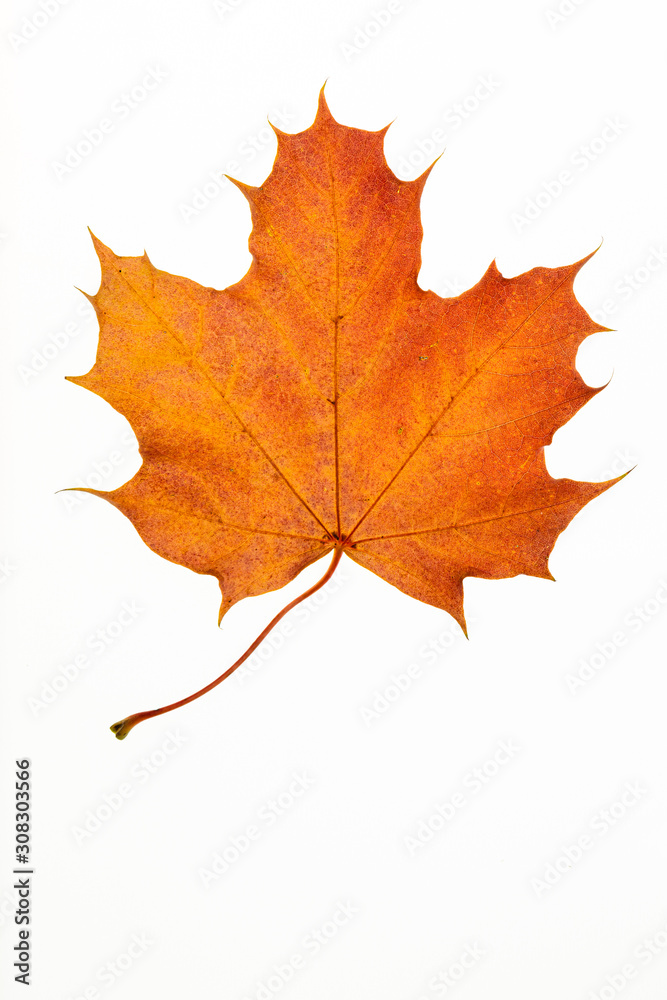 Herbstlaub Herbstlaub