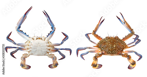 Flower crab or blue swimmer crab, or sand crab. Portunus armatus (formerly Portunus pelagicus) isolated on a white background. Dorsal and ventral view photo