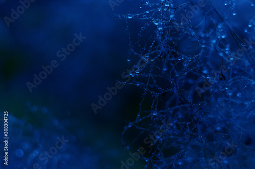 Blooming Smoke Tree. Drops of water after rein. Cotinus coggygria. Background made in trendy classic blue color of the year 2020. Organic texture close up.