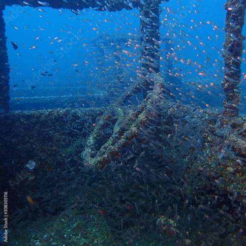 Fish around the military truck under the sea shipwreck