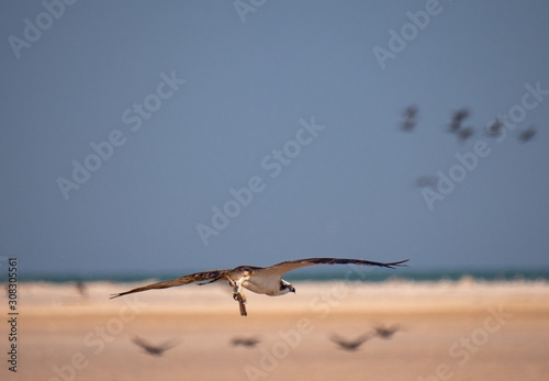 Osprey in flight on Hawar Islands in the Arabian Gulf between Bahrain and Qatar
