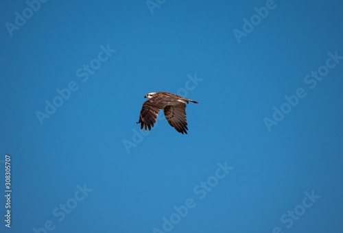 Osprey in flight on Hawar Islands in the Arabian Gulf between Bahrain and Qatar