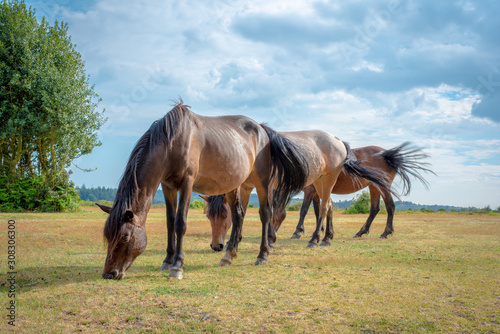 Fototapeta Naklejka Na Ścianę i Meble -  Wild Horses