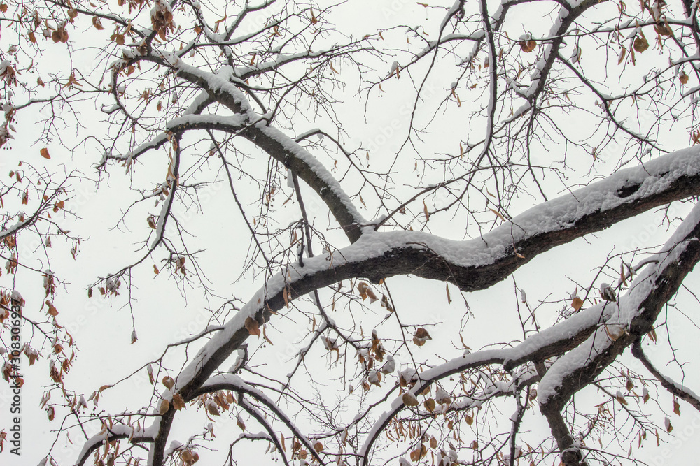 Branches with Snow Branches with Snow