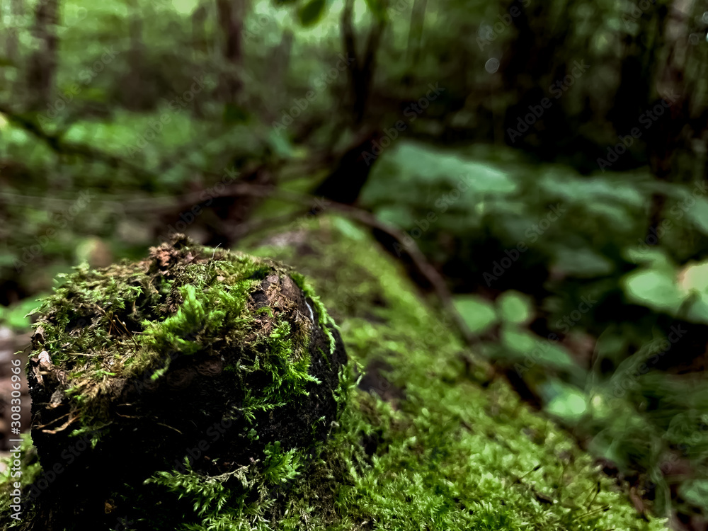 Obraz premium moss on tree