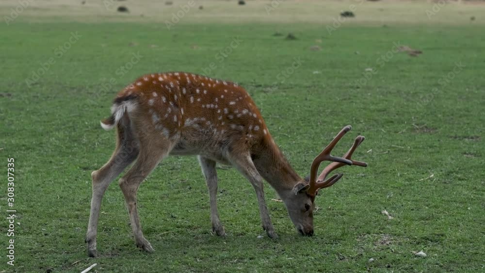 Spotted Deer in Nature. Deer chews green Grass. Spotted Deer in Nature. Deer chews green Grass.