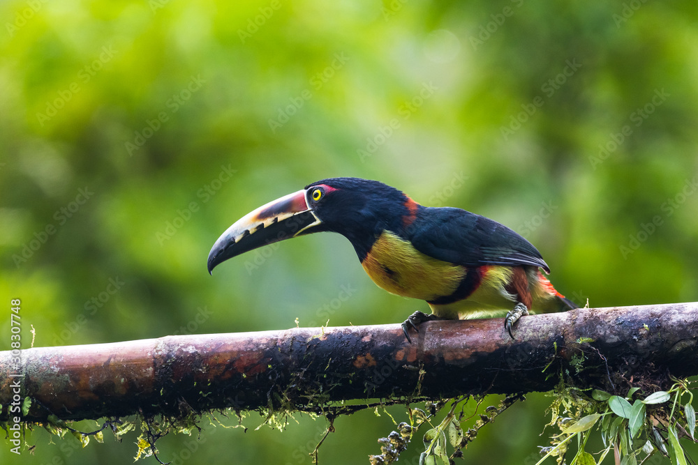 Toucan Collared Aracari, Pteroglossus torquatus, bird with big bill. Toucan sitting on the moss branch in the forest, Boca Tapada, Costa Rica. Nature travel in central America Toucan Collared Aracari, Pteroglossus torquatus, bird with big bill. Toucan sitting on the moss branch in the forest, Boca Tapada, Costa Rica. Nature travel in central America