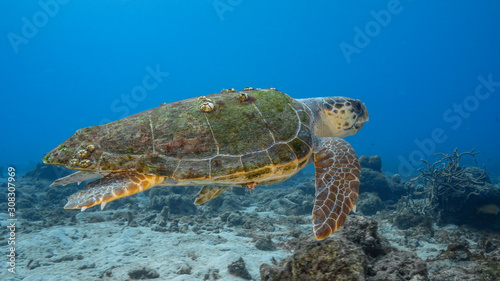 Loggerhead  Sea Turtle in turquoise water of coral reef in Caribbean Sea / Curacao