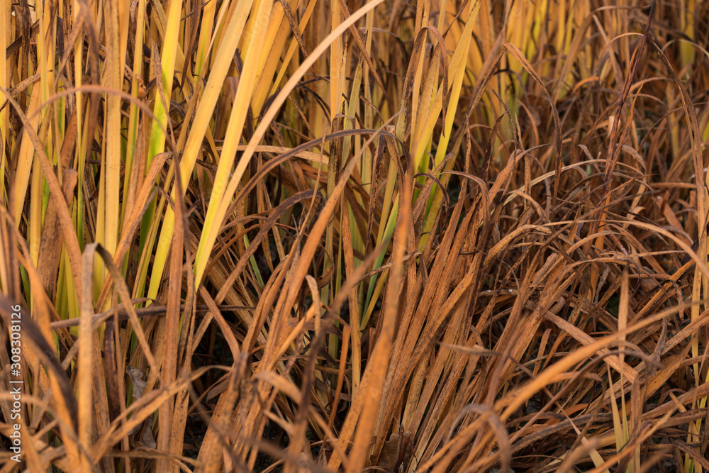 Dead dry Grass texture near a lake Dead dry Grass texture near a lake