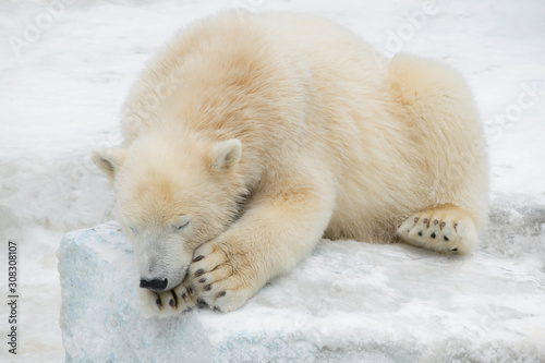 Funny polar bear. The polar bear is asleep. Sleeping white bear. Cute fluffy baby.