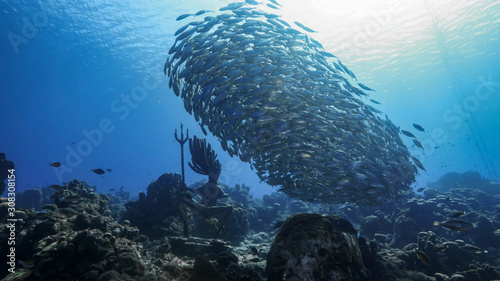 Kulka przynęty / ławica ryb w turkusowej wodzie rafy koralowej na Morzu Karaibskim / Curacao