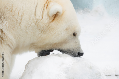 Funny polar bear. White bear eating snow
