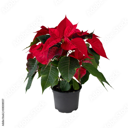 Poinsettia in the pot isolated on white