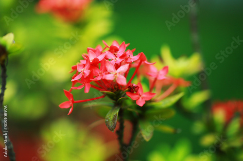Red Flower ixora coccinea Techi close up with green background photo