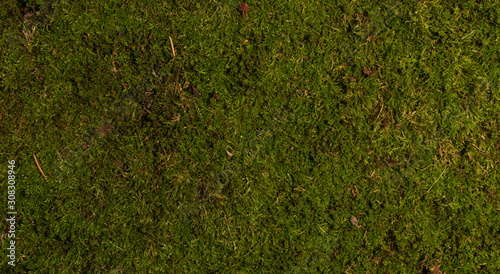 Moss green texture. Moss background. Green moss on grunge texture, background. Long web banner photo