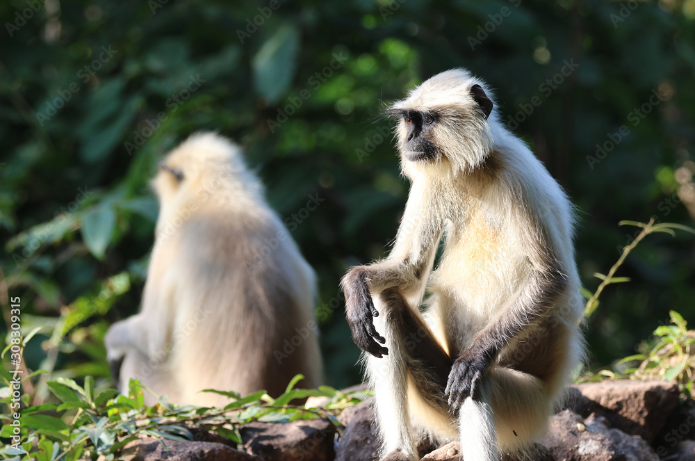 Obraz premium black faced langur