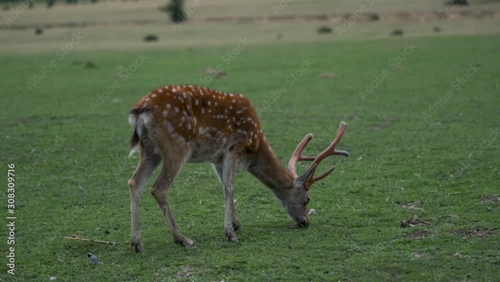 Spotted Deer in Nature. Deer chews green Grass. Spotted Deer in Nature. Deer chews green Grass.