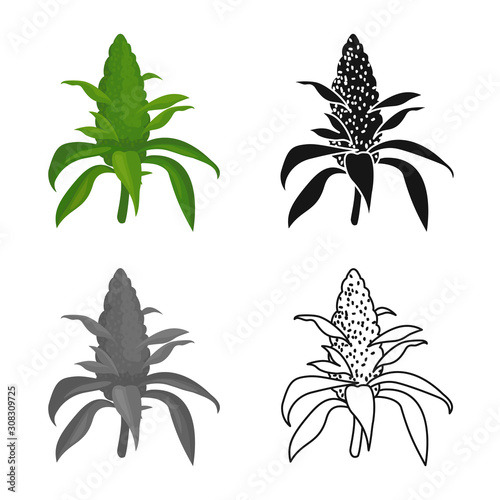 Isolated object of bud and marijuana symbol. Web element of bud and inflorescence vector icon for stock.