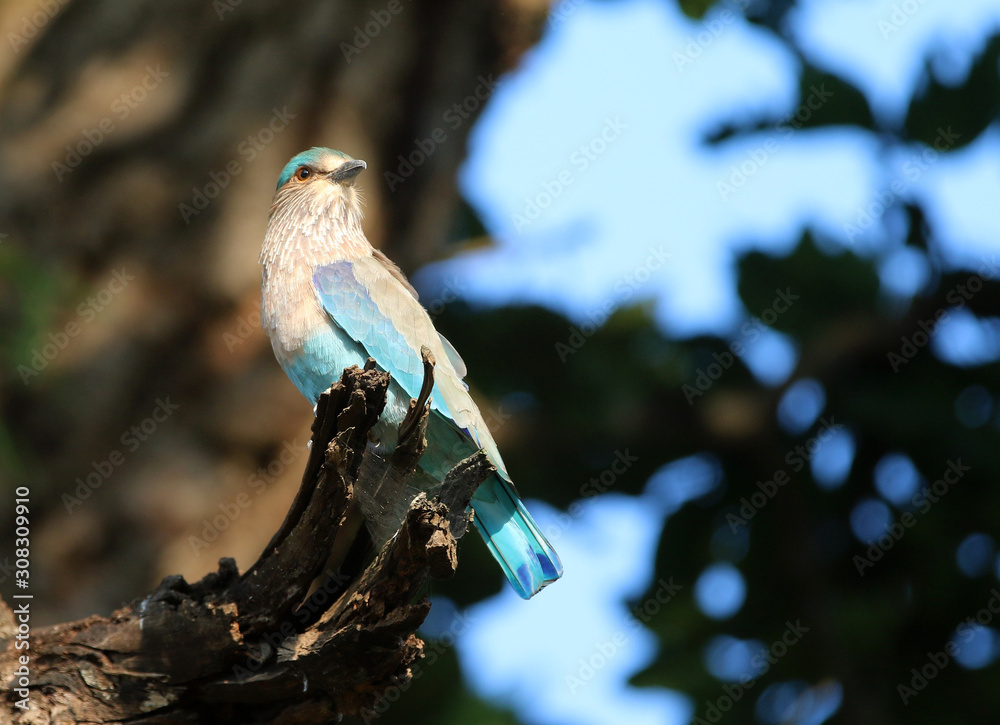 Naklejka premium indian roller