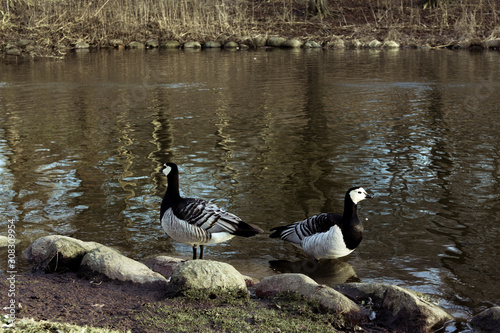 Barnacle geese standing on rocks by the water