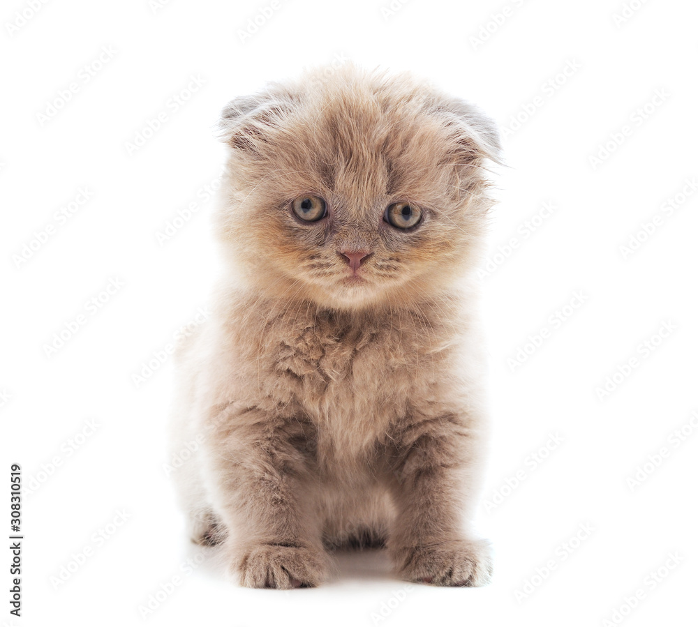 Little gray kitten . Little gray kitten .