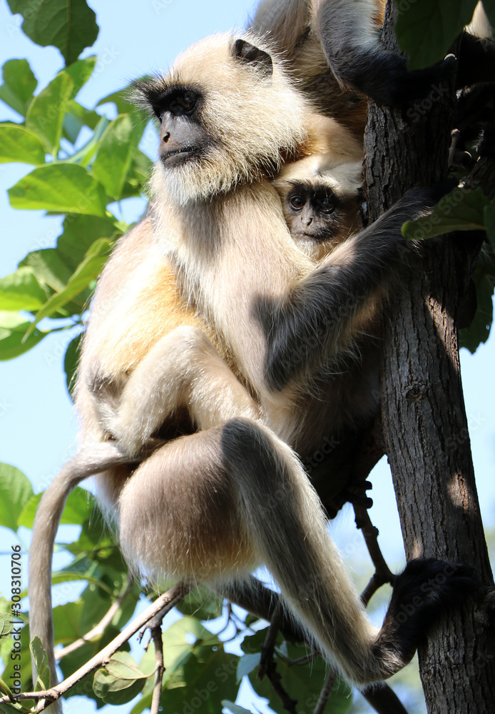 Fototapeta premium bandhavgarh langurs