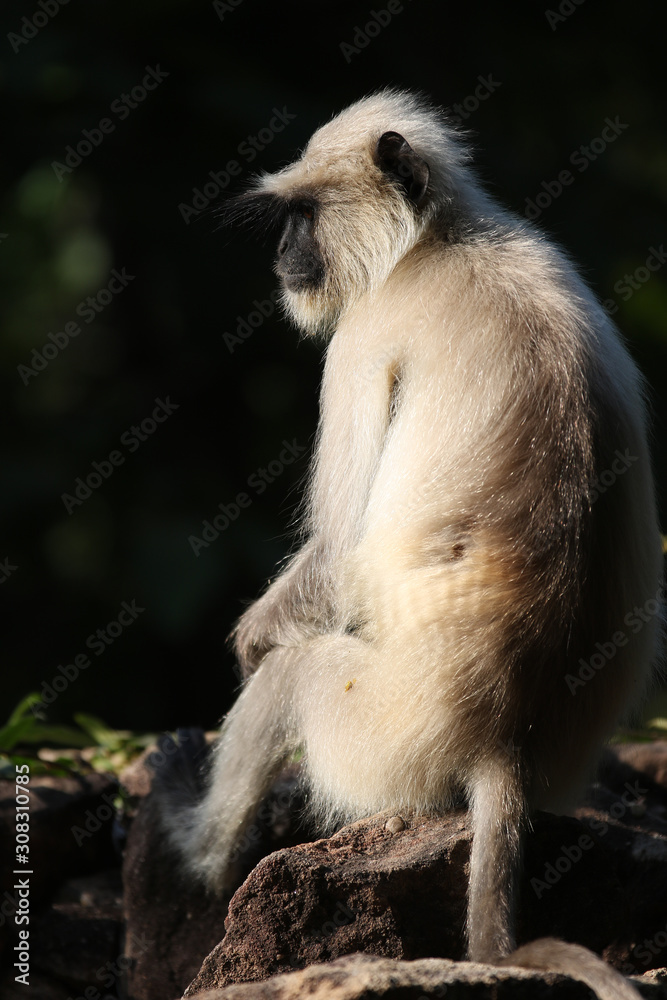 Fototapeta premium bandhavgarh langurs