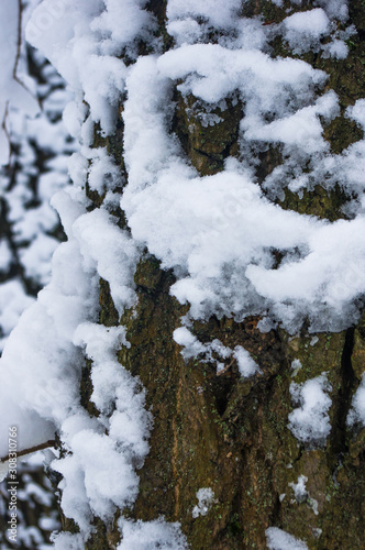 snow-covered branches and trees in the city park