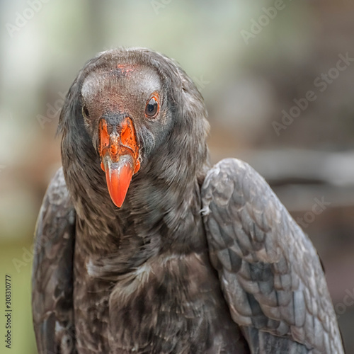 California condor, a significant bird to many California Native American groups, the North America's largest bird. Close up