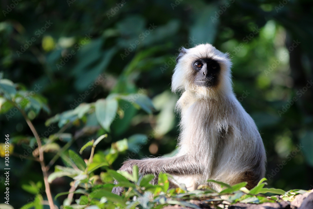 Obraz premium bandhavgarh langurs