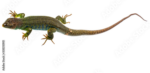 ocellated lizard or jewelled lizard  - Timon lepidus or Lacerta lepidus in the detail © Vera Kuttelvaserova