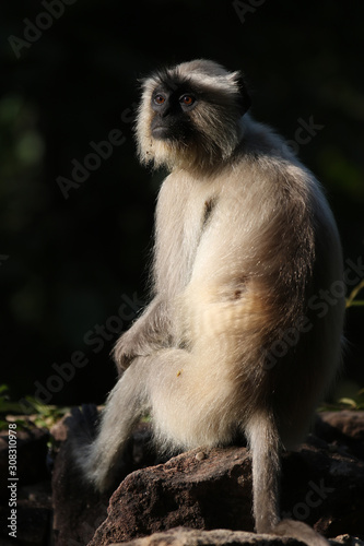 bandhavgarh langurs