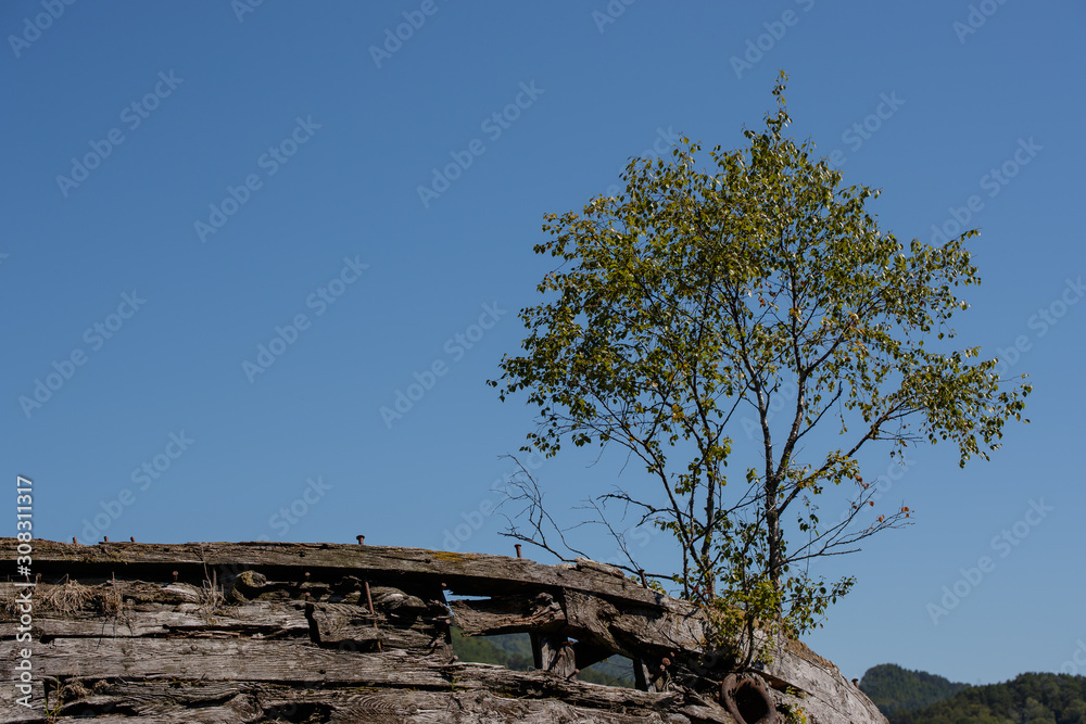 an old fishing boat overgrown with trees