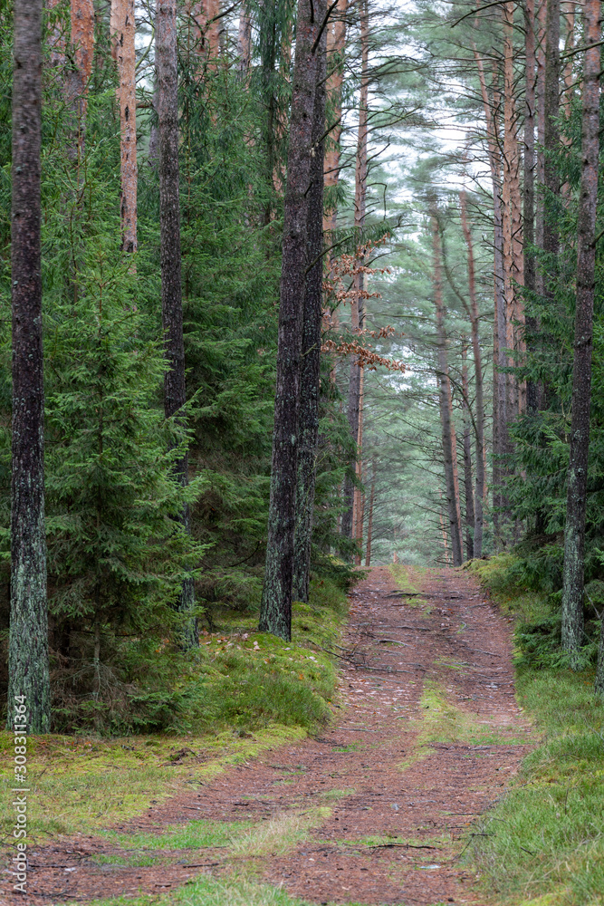 Obraz premium A forest road in a coniferous forest. Forest vista leading among trees in Central Europe.