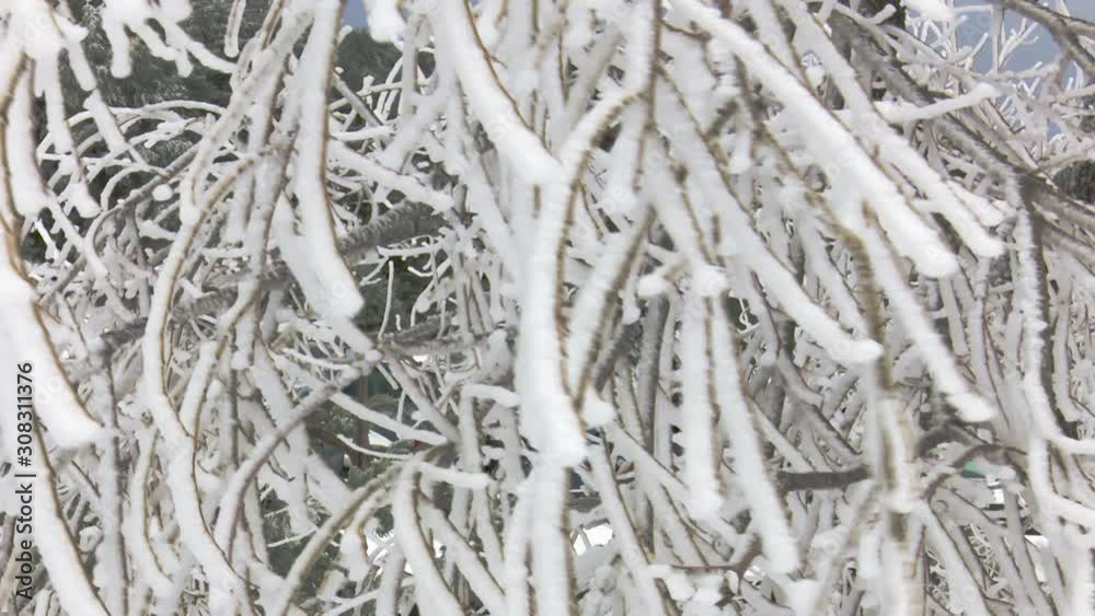 Deciduous tree with its branches full of snow and frozen moving in the wind and a cloudy gray sky Deciduous tree with its branches full of snow and frozen moving in the wind and a cloudy gray sky
