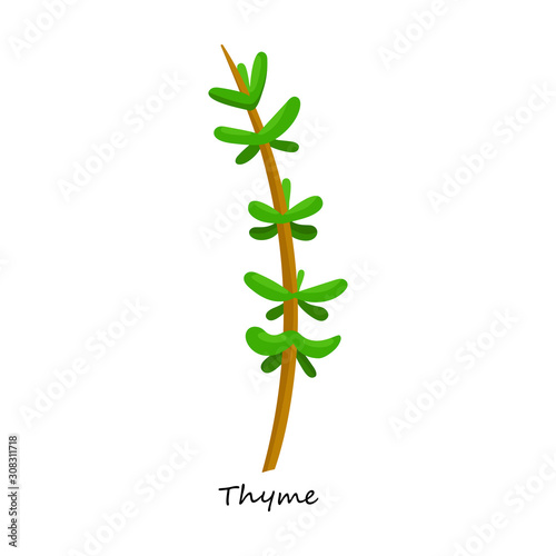 Thyme vector icon.Cartoon vector icon isolated on white background thyme.