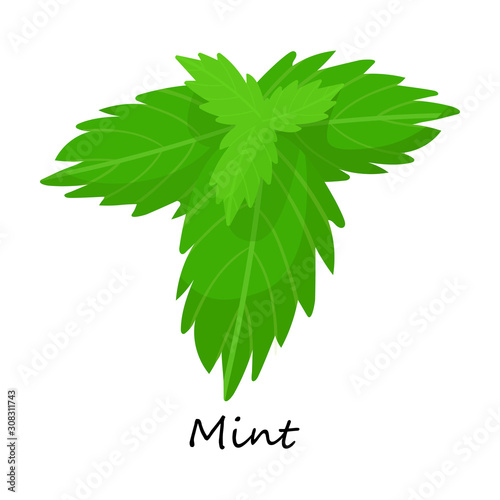 Mint vector icon.Cartoon vector icon isolated on white background mint .