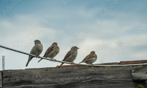 A lot of small birds sparrows sitting on wire under beautiful blue sky with clouds. Sparrow sitting on a cable. Bird photo with a bokeh background