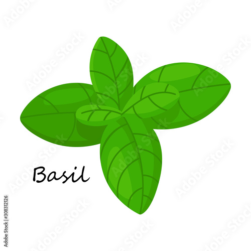 Basil vector icon.Cartoon vector icon isolated on white background basil .