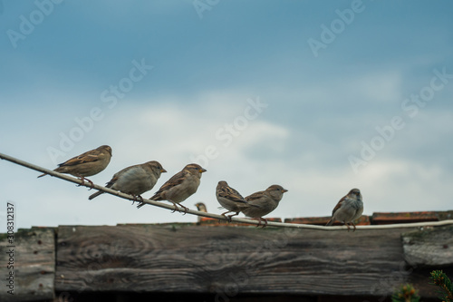 A lot of small birds sparrows sitting on wire under beautiful blue sky with clouds. Sparrow sitting on a cable. Bird photo with a bokeh background
