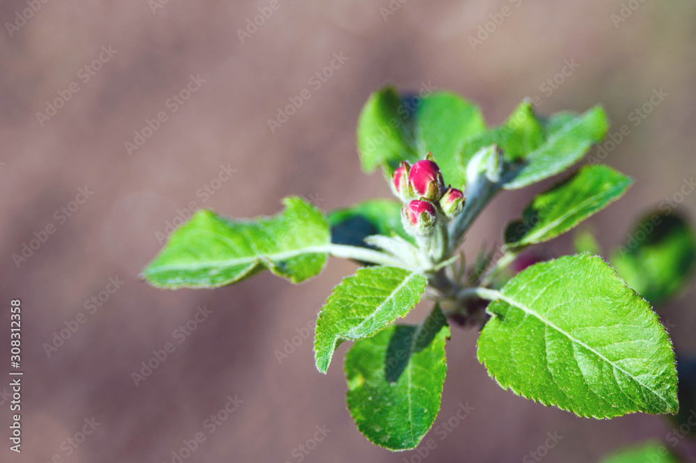 Pink delicate flowers of apple trees. Warm spring sunny day. The beginning of a new life. Pink delicate flowers of apple trees. Warm spring sunny day. The beginning of a new life.