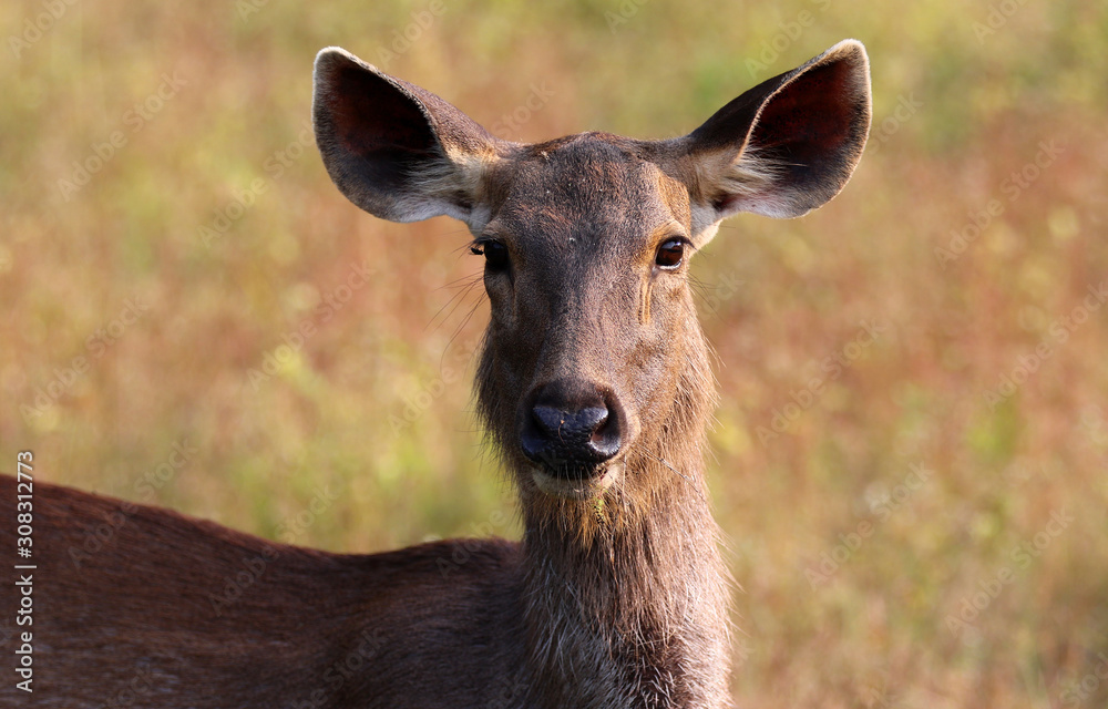 sumbar deer