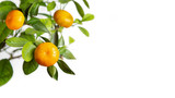 Banner, copy space. Tangerines on a branch, white isolated background. Citrus fruits growing on a tree.