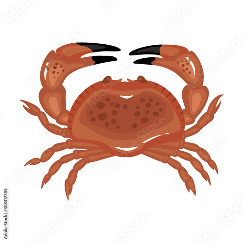 Sea crab vector icon.Cartoon vector icon isolated on white background sea crab .
