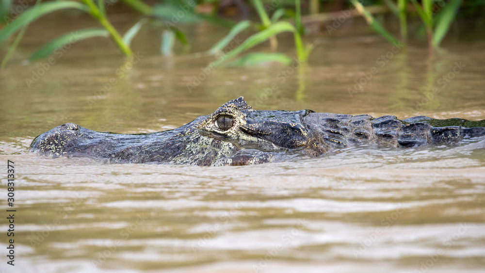 Kopf eines Kaimans in der Seitenansicht in einem schlammigen Fluss im brasilianischen Pantanal Kopf eines Kaimans in der Seitenansicht in einem schlammigen Fluss im brasilianischen Pantanal