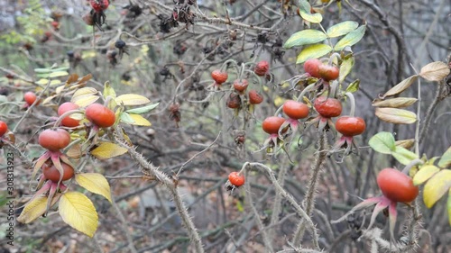 Red berries on a background of a winter sky. photo