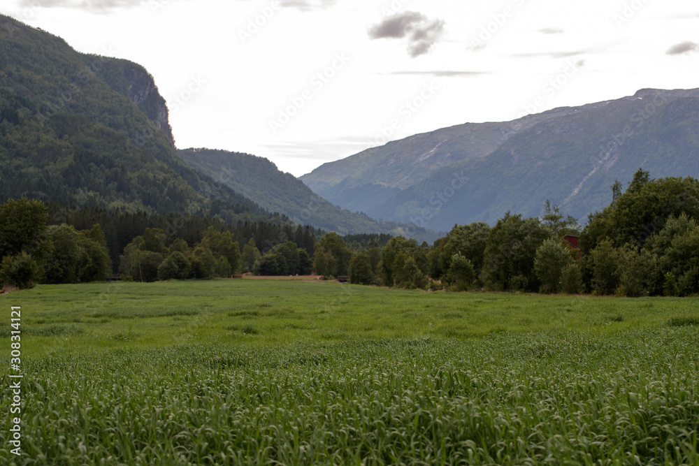 Obraz premium green grass and mountains